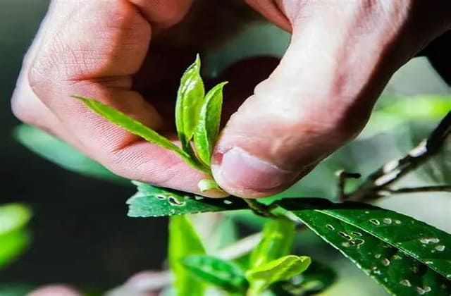 植物内源激素