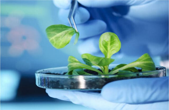 植物提取物检测项目及技术要求