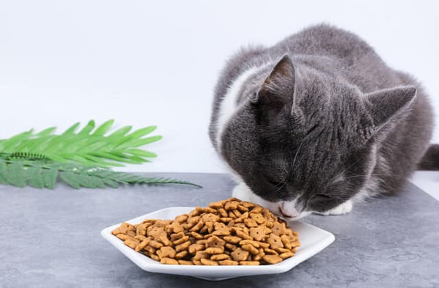 GB/T 31216-2014《全价宠物食品 犬粮》标准解读